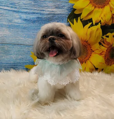 SmartPet Salon Pielęgnacji Zwierząt i Szkolenia dla Groomera